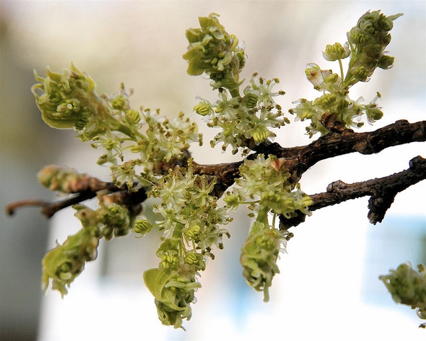 Celtis occidentalis