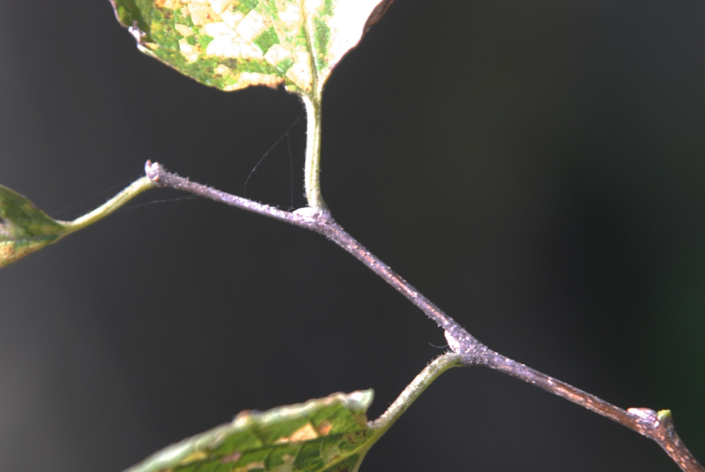 Celtis occidentalis Bud