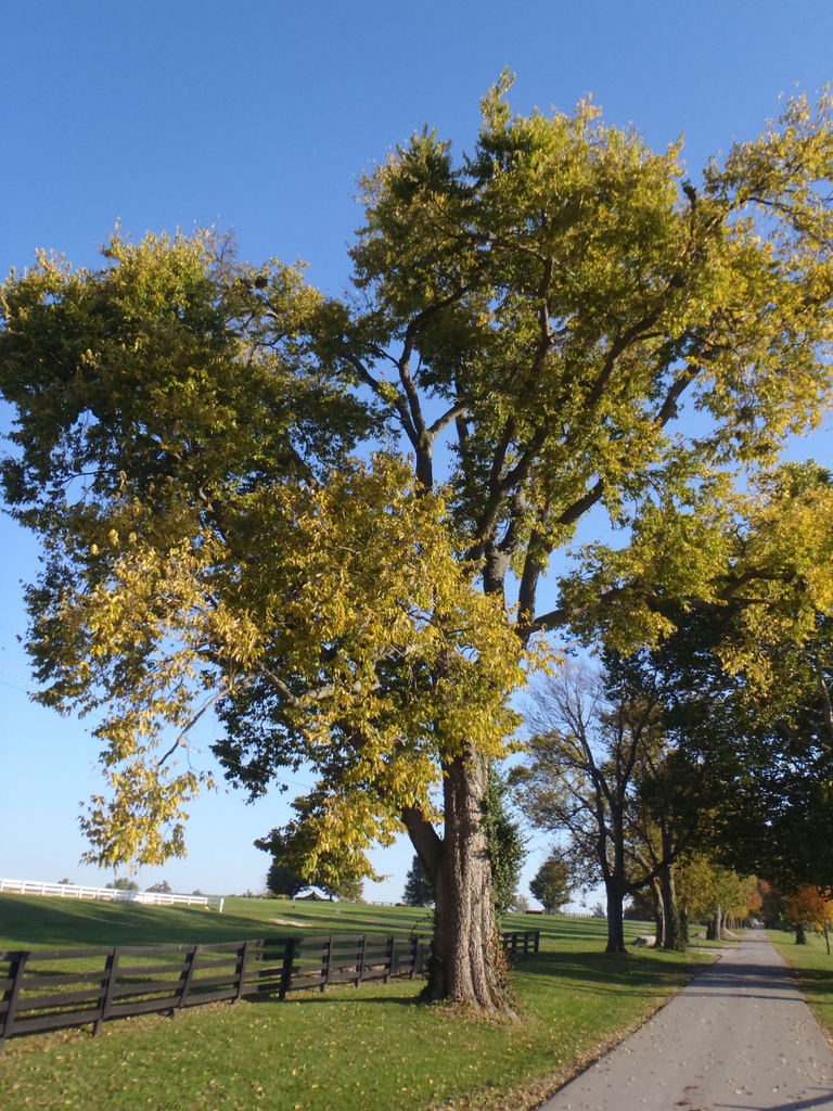 Celtis occidentalis Fall Color