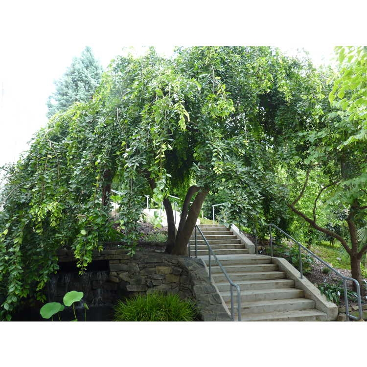 Form of the tree casscading over a trellis