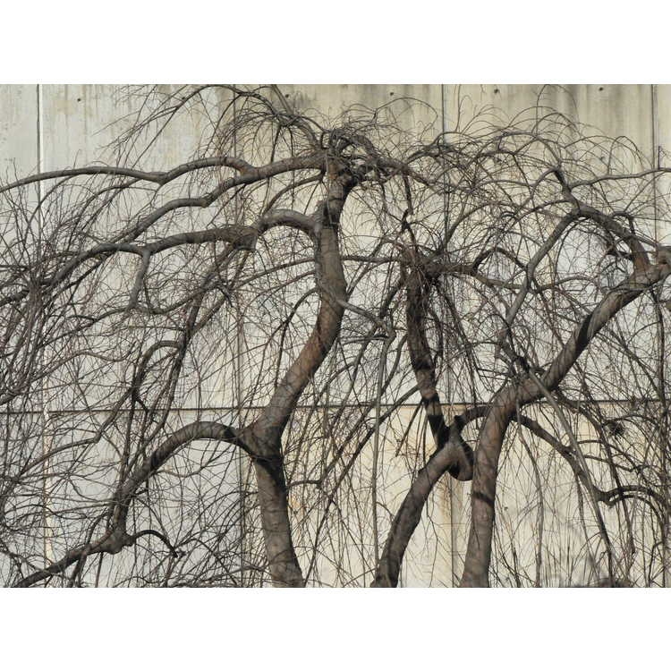 Leafless winter form