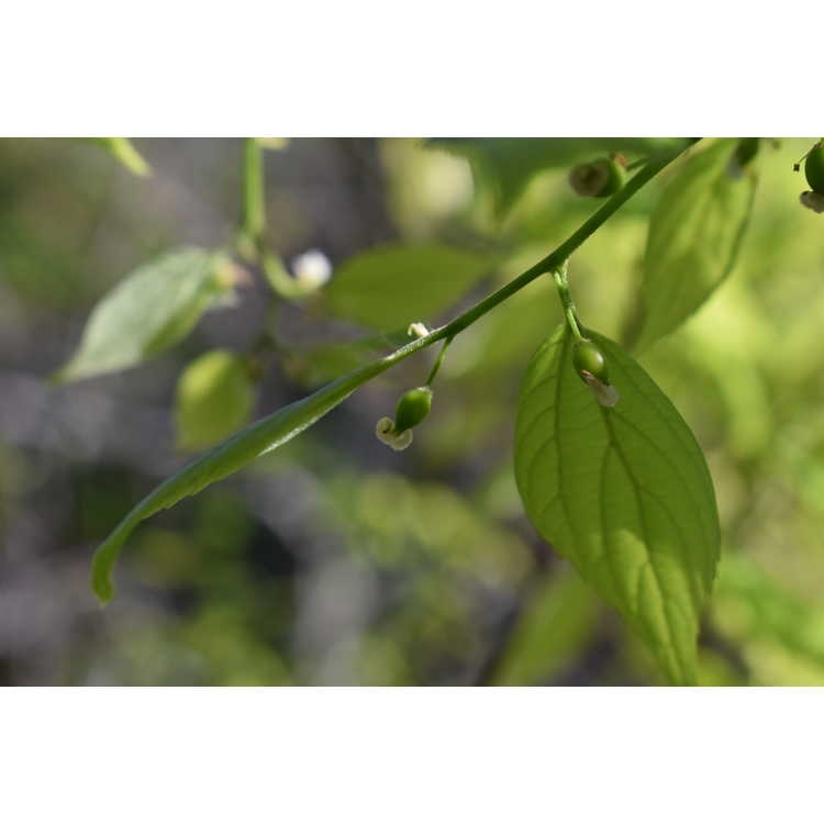 Green immature drupes