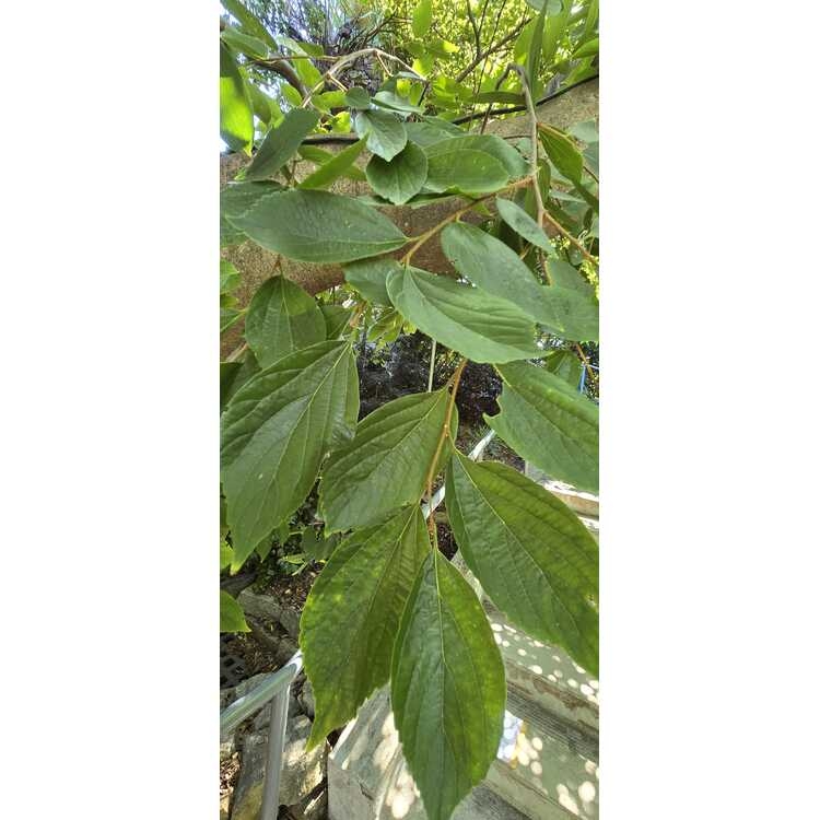 Green opposite leaves on a zig-zag stem