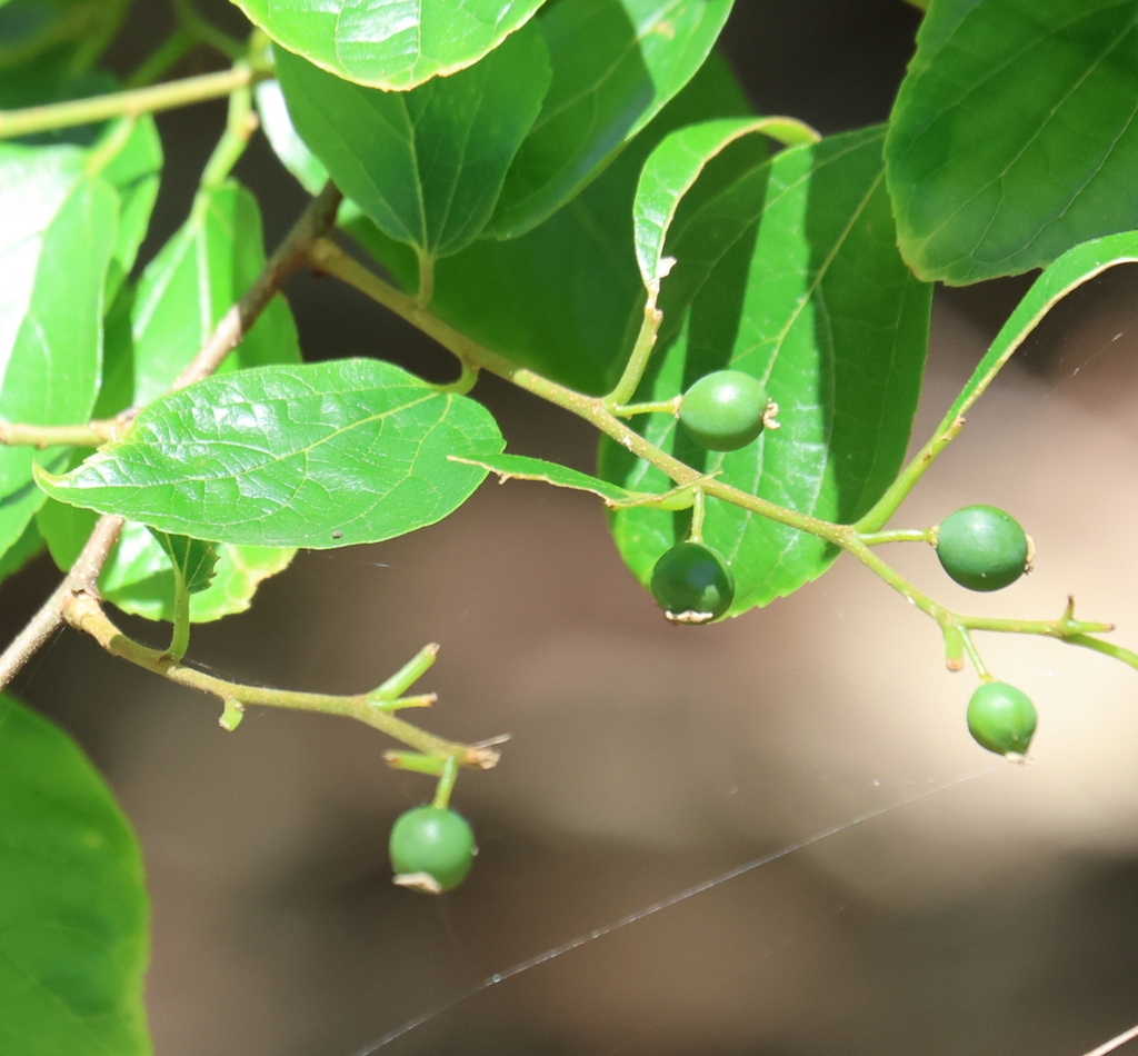Immature green drupes