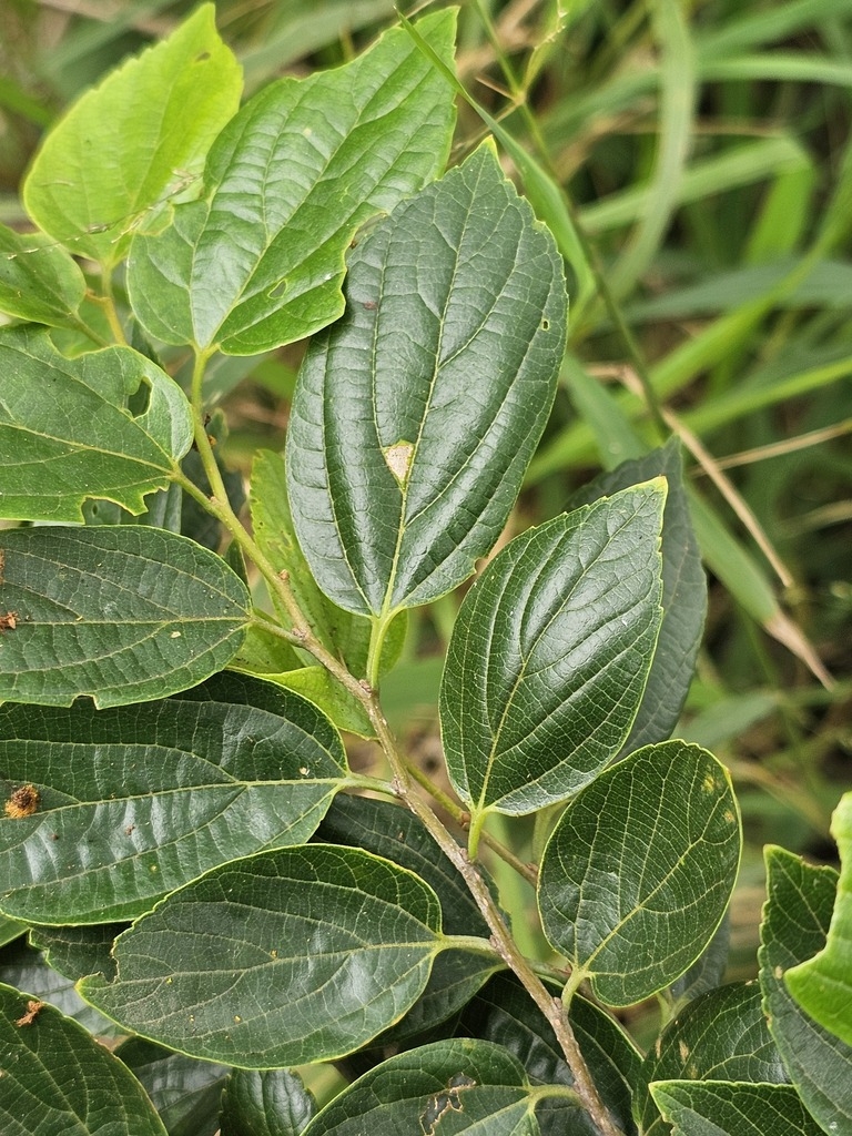 Opposite leaves on a zig zag stem