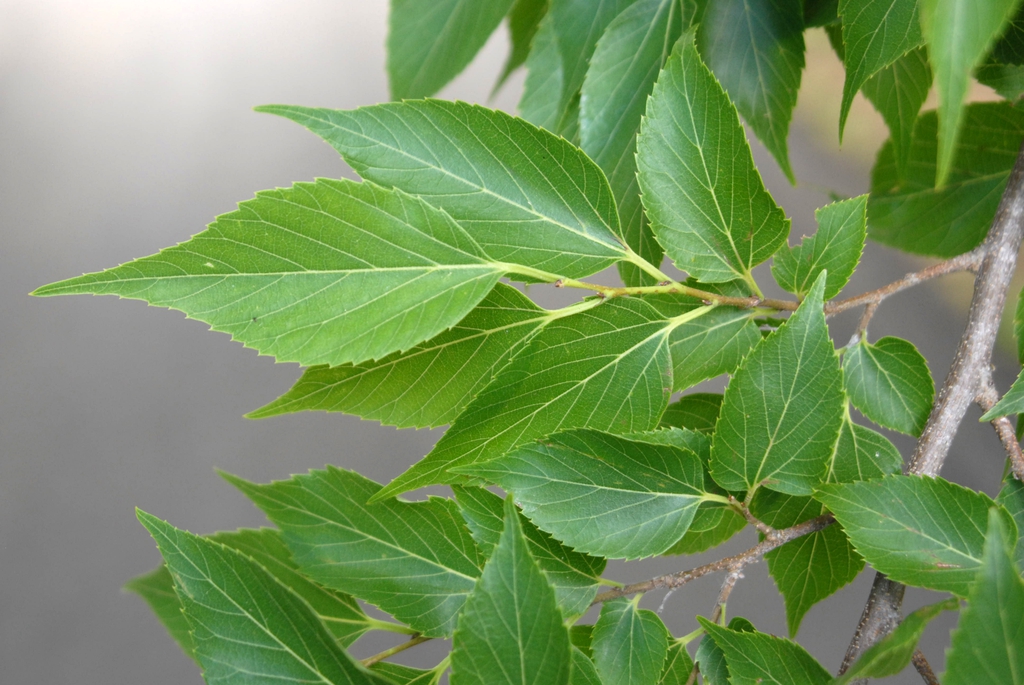 Celtis sinensis