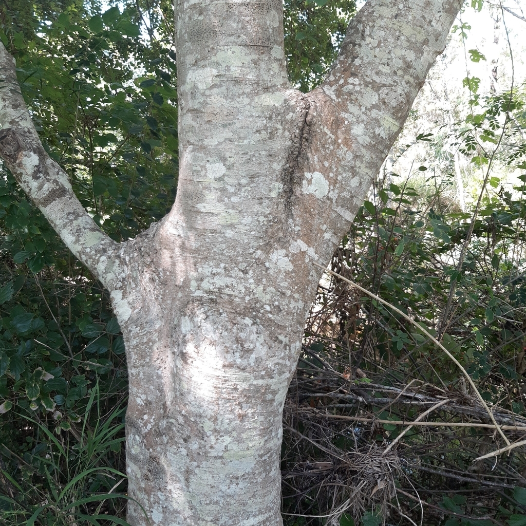 Mature gray bark