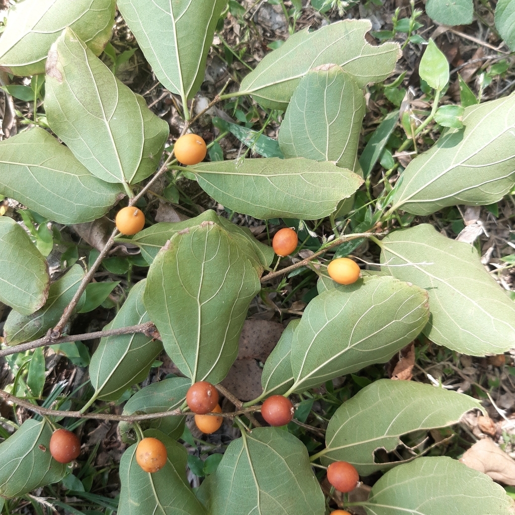 Drupes maturing from green to reddish