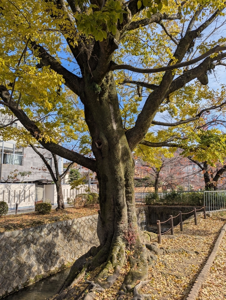 Dark brown trunk and branches