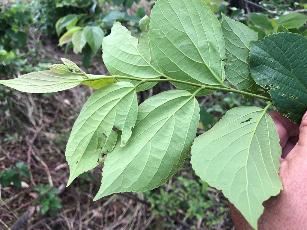 Underside of leaf