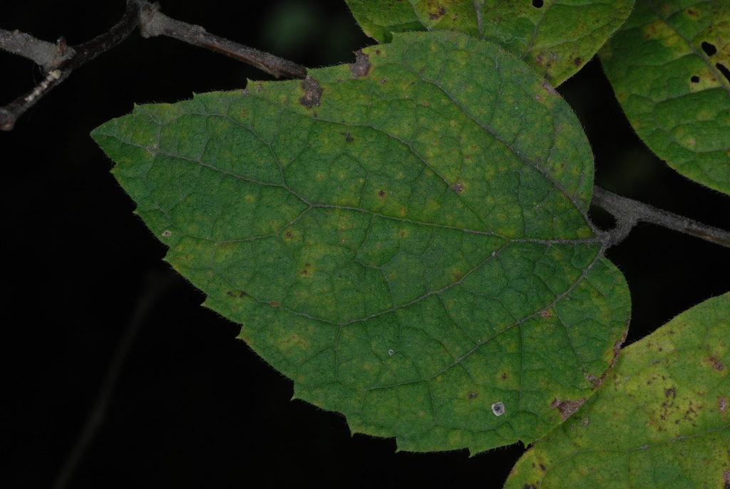 Leaf (Schuyler County, NY)-Early Fall