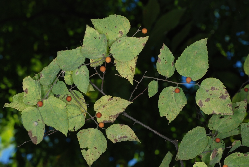 Leaves and fruit (Schuyler County, NY)-Early Fall
