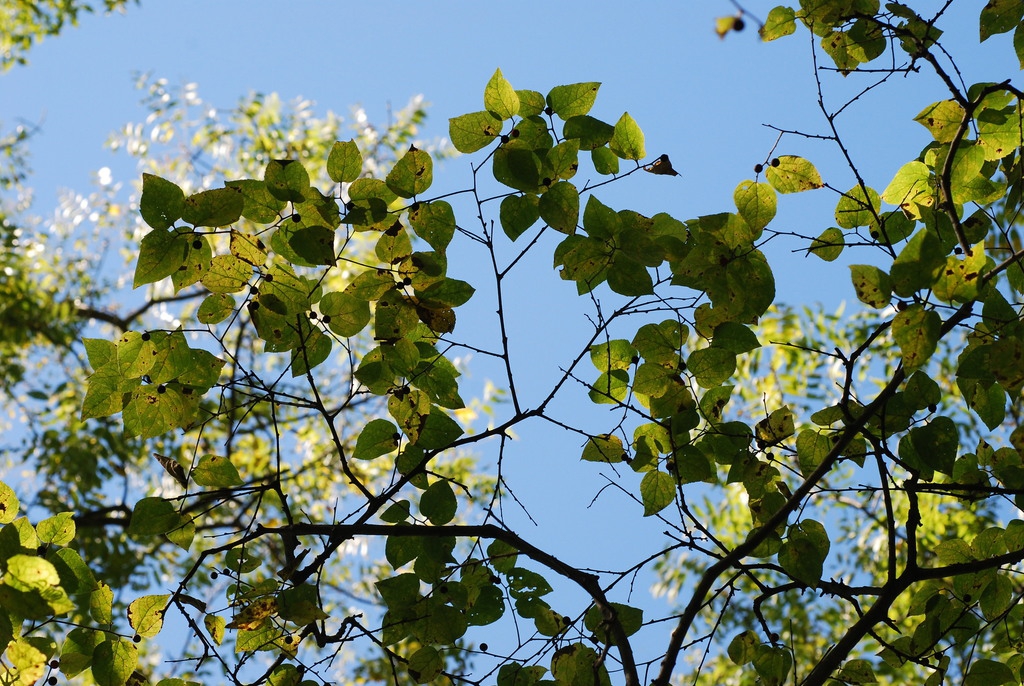 Branches (Schuyler County, NY)-Early Fall