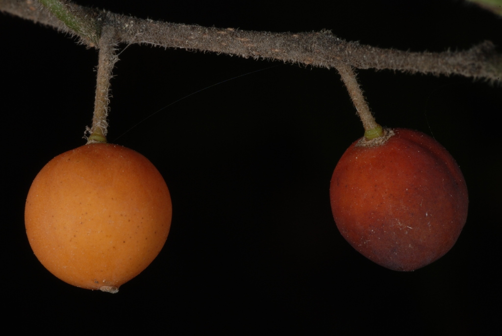 Orangish drupes (Schuyler County, NY)-Early Fall