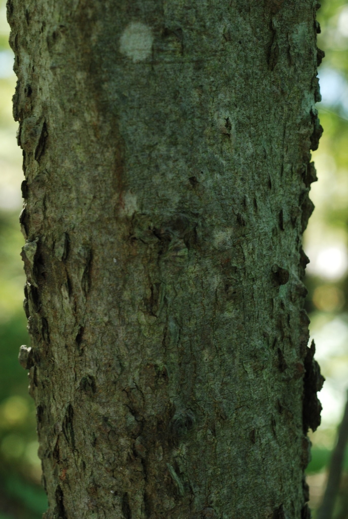 Tree bark (Schuyler County, NY)-Early Fall