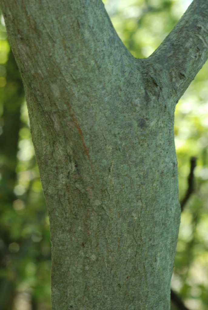 Tree trunk (Schuyler County, NY)-Early Fall