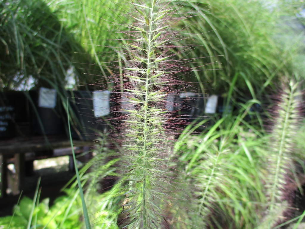 Bottle-brush-like inflorescences with red-tipped awns.