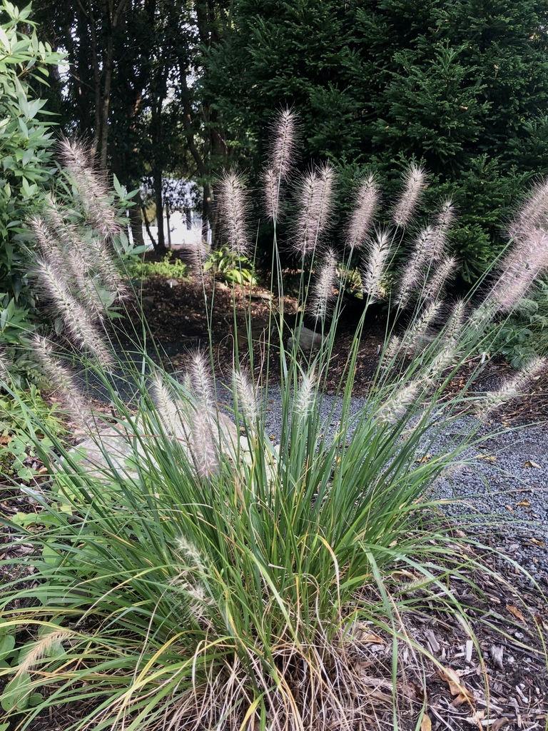 'Hush Puppy' Form - September - Warren Co., NC