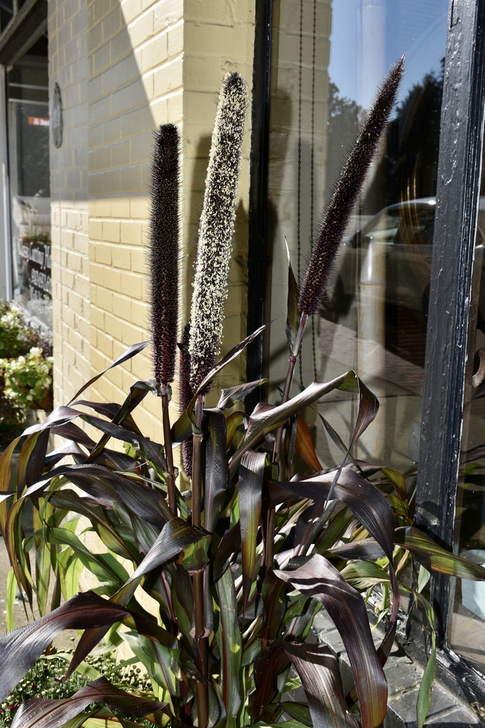 Dark-leafed grass with dense upright spike of grain