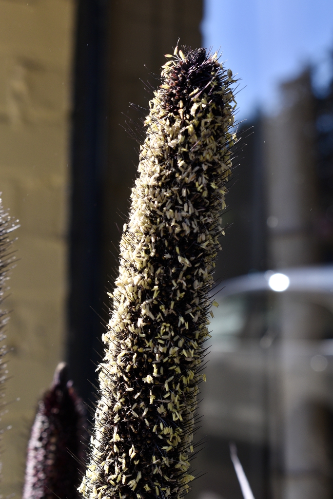 Close-up on dense, cattail-like spike of grain