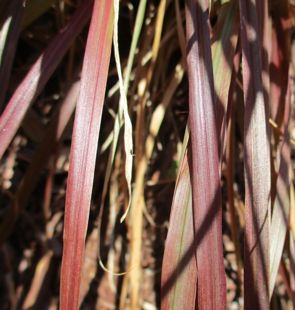 Red narrow leaves.