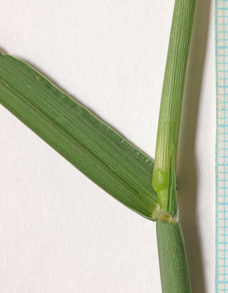 Cenchrus longispinus