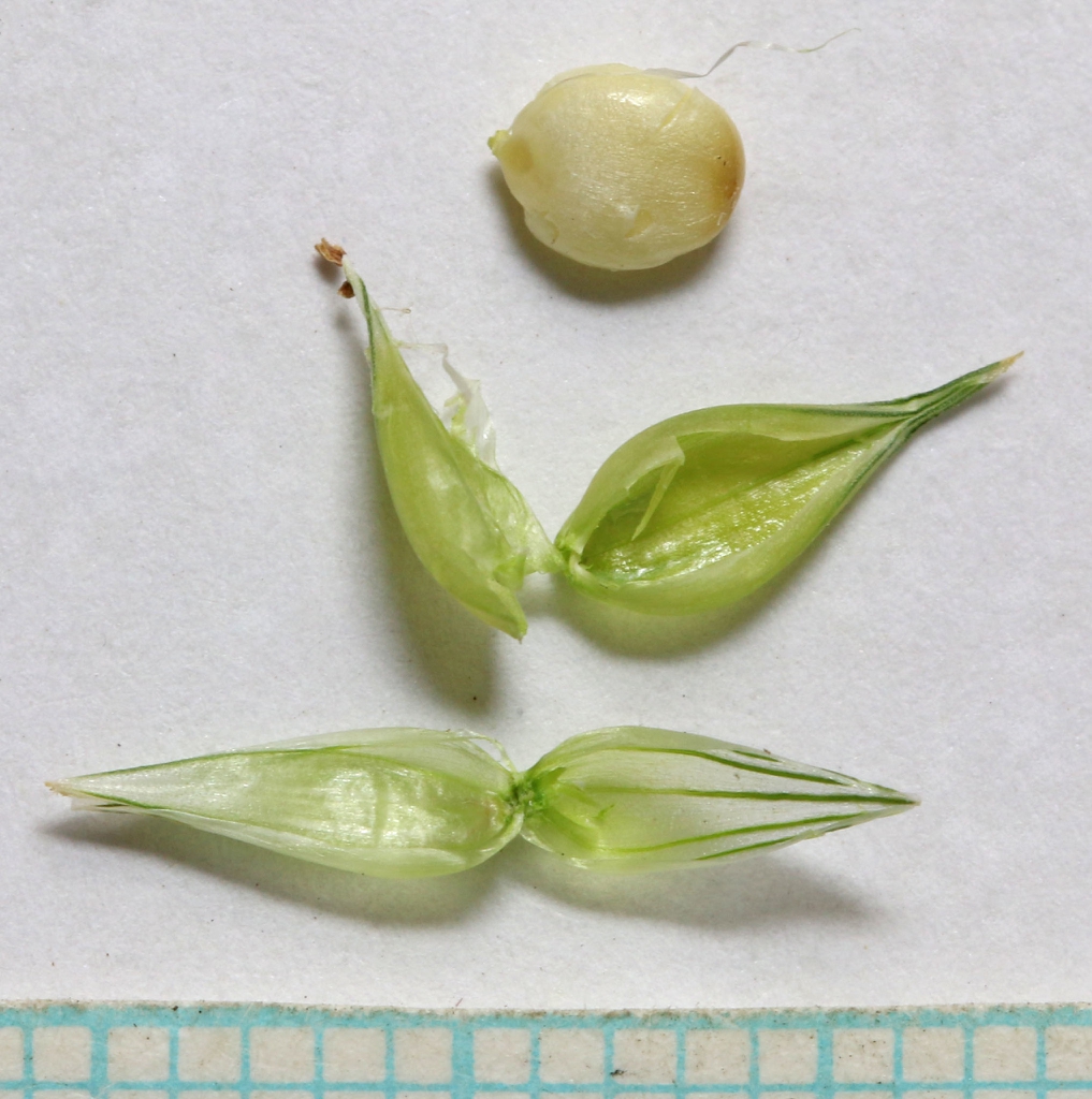 Cenchrus longispinus