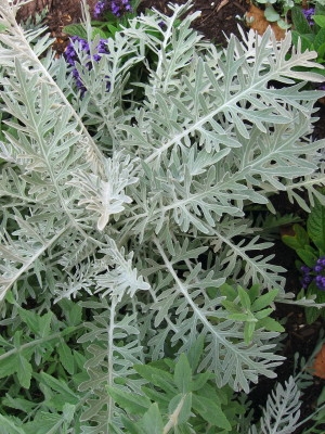 Centaurea cineraria