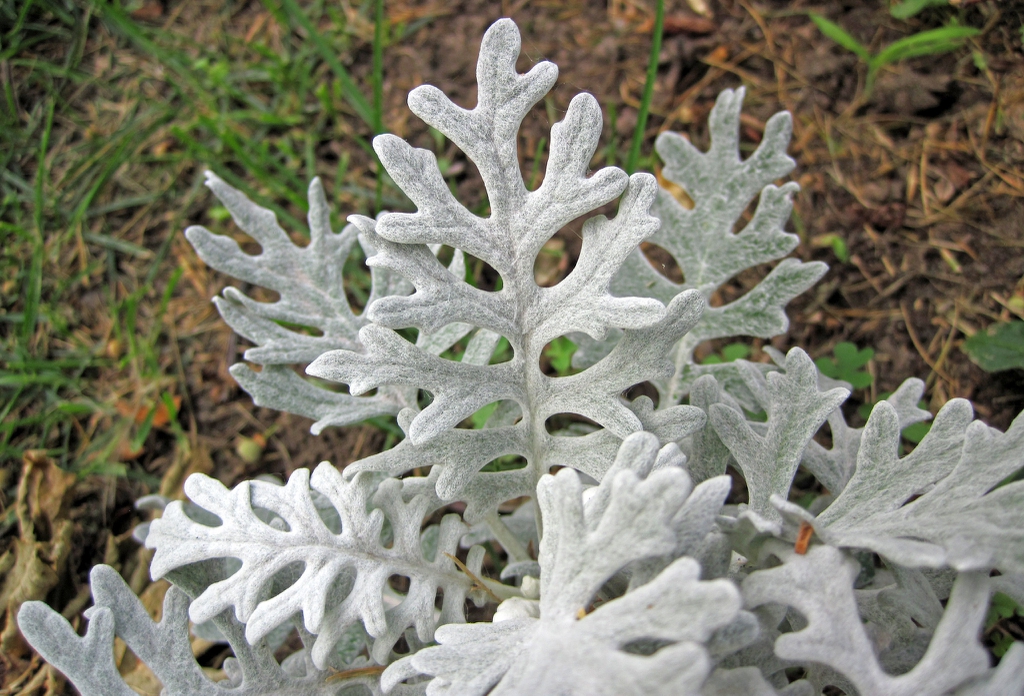 Leaves