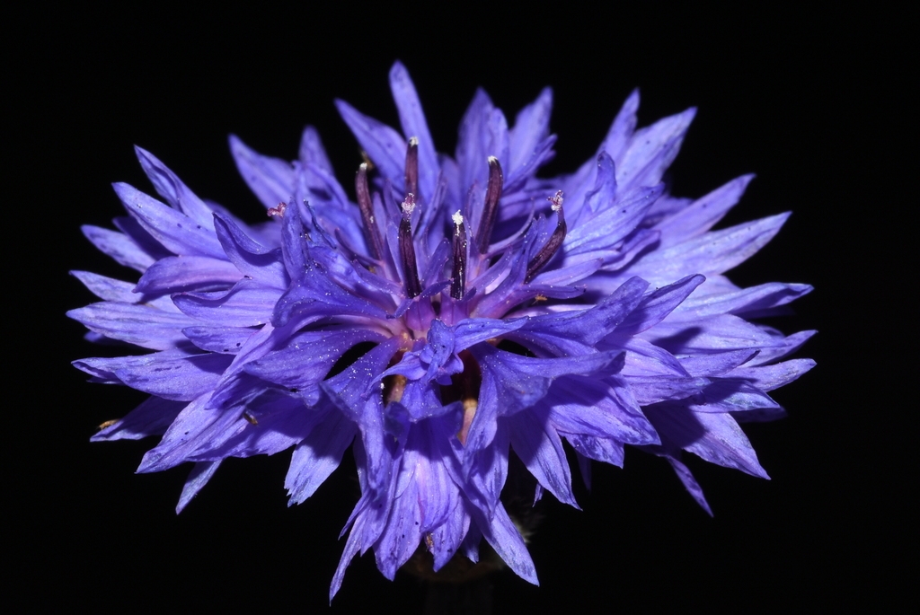 Blue daisy flowers, close up.