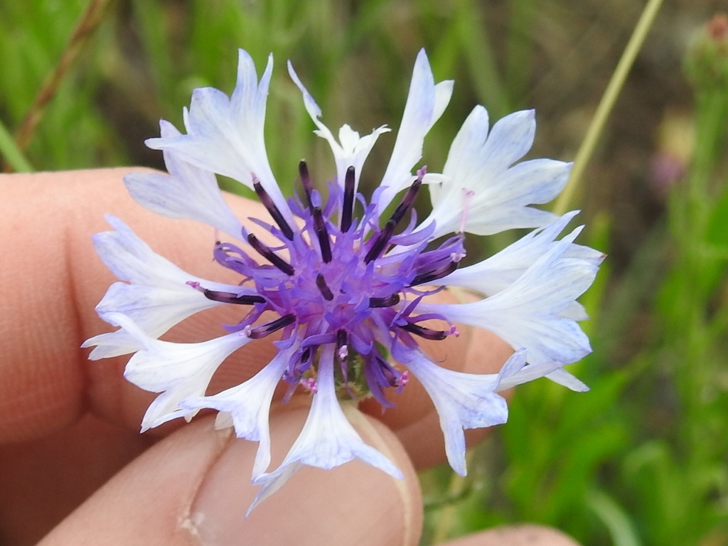 Purple and white daisy flowers