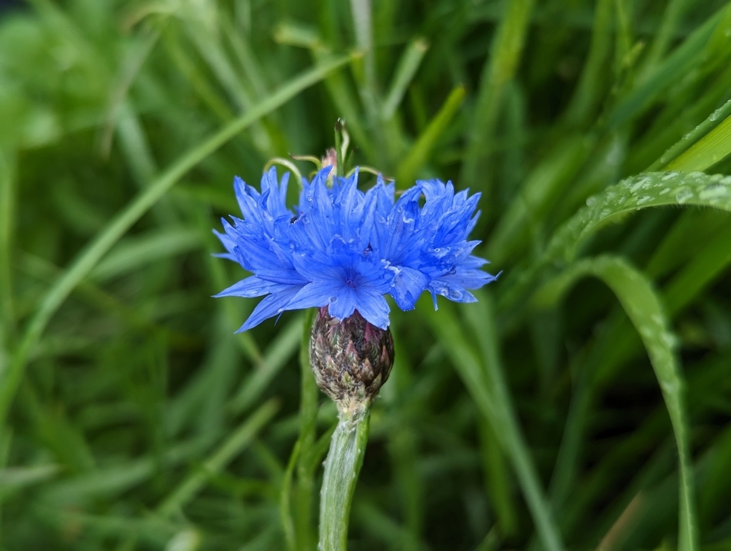 Blue daisy flowers