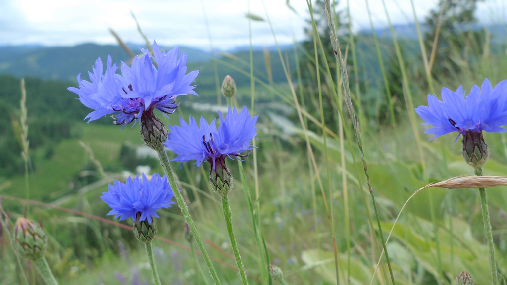 blue/purple flowers and green stems