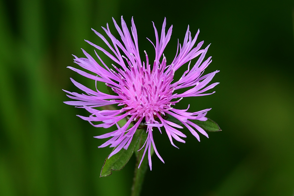 Centaurea maculosa