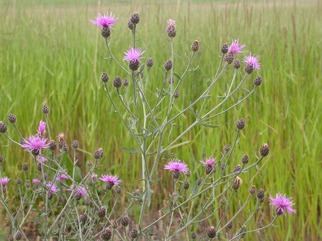 Centaurea maculosa