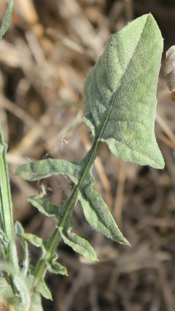 Lobed green leaf