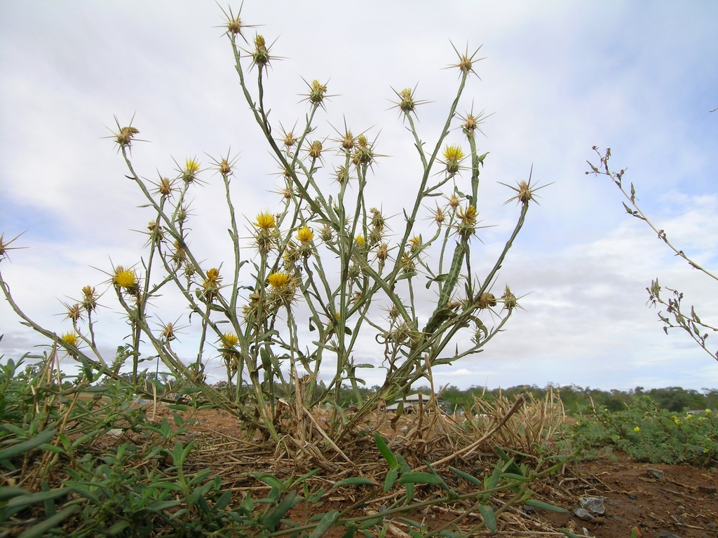 Form in bloom with yellow flowers