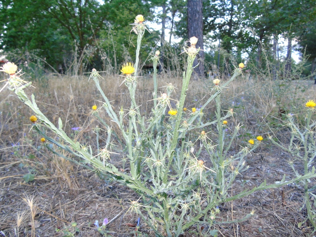 Form in blooms with yellow flowers