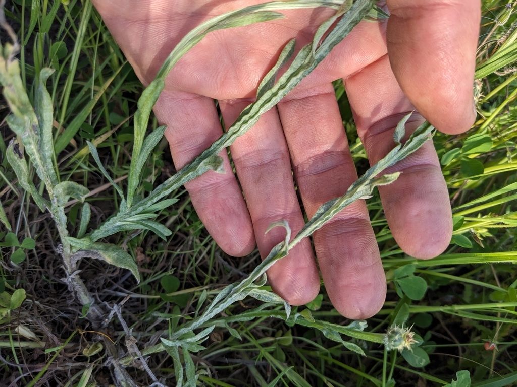 Gray-green stems