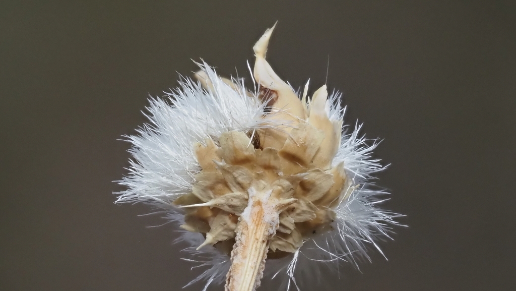 Side view if achene with short whitish hairs