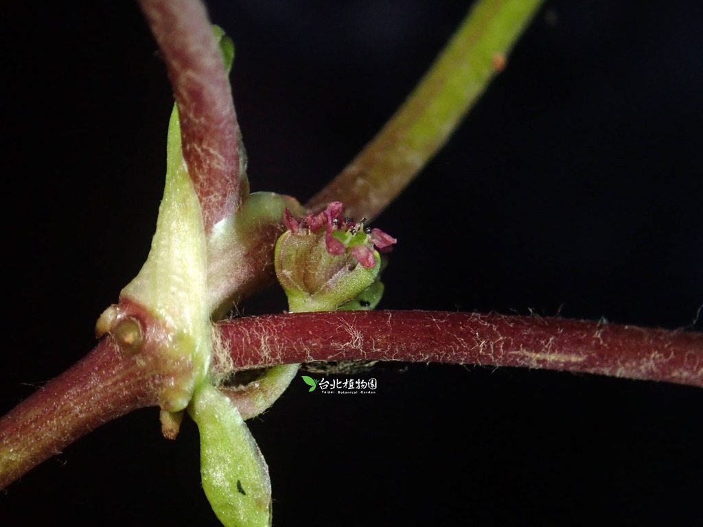 Flower Closeup
