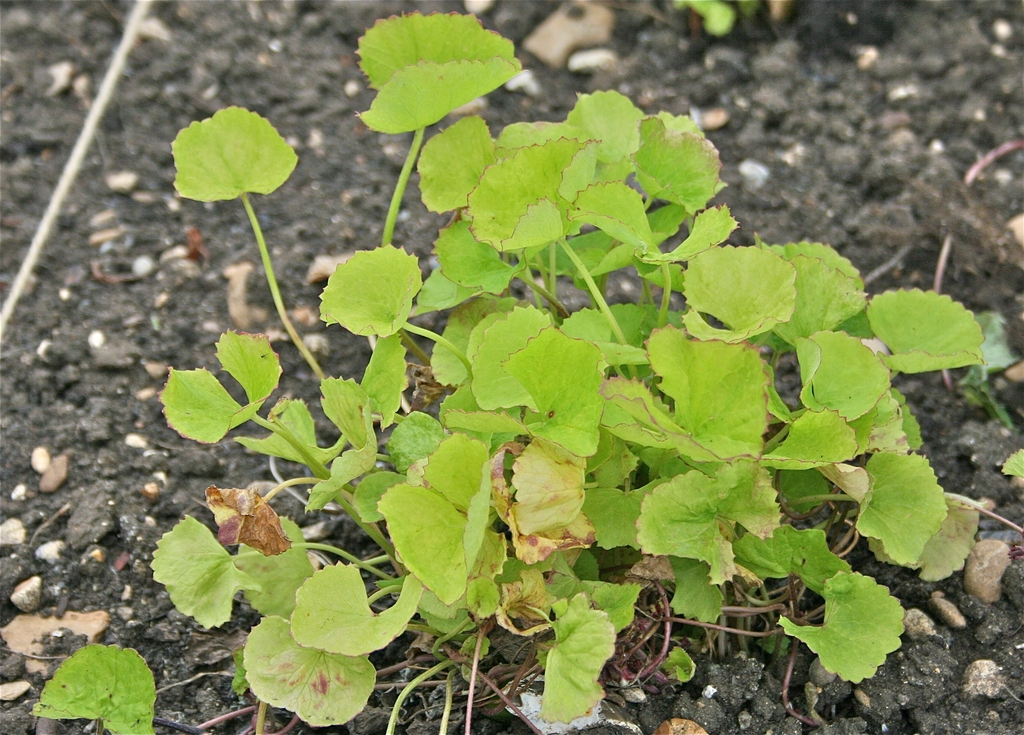 Form