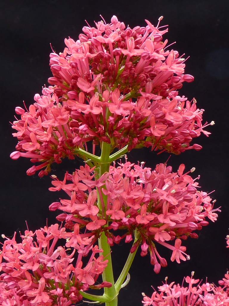 Valeriana rubra