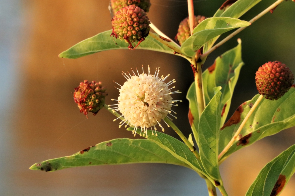 Clusters of flowers, some clusters passing into the fruit stage