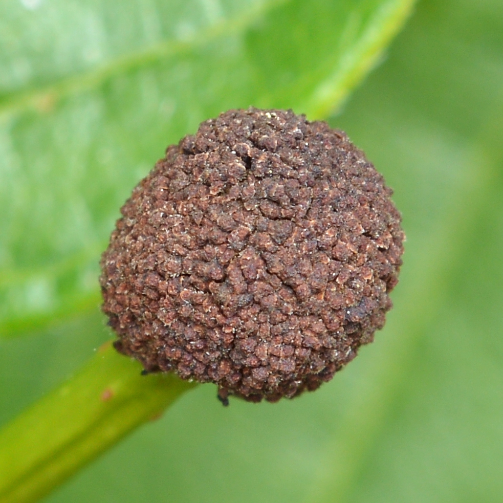 Dark brown spherical cluster of dry fruits.