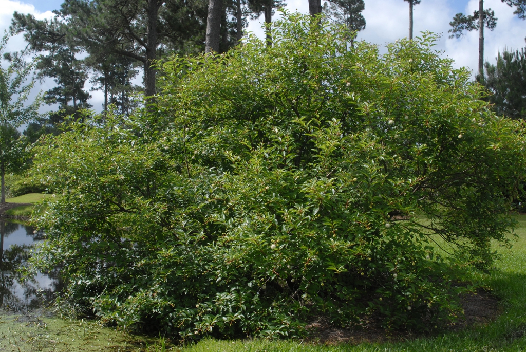 Large, dense shrub on the bank of a pond.