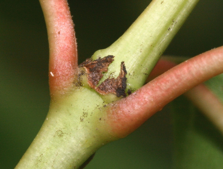 Close-up on the node & interpetiolar stipule, which is dry.