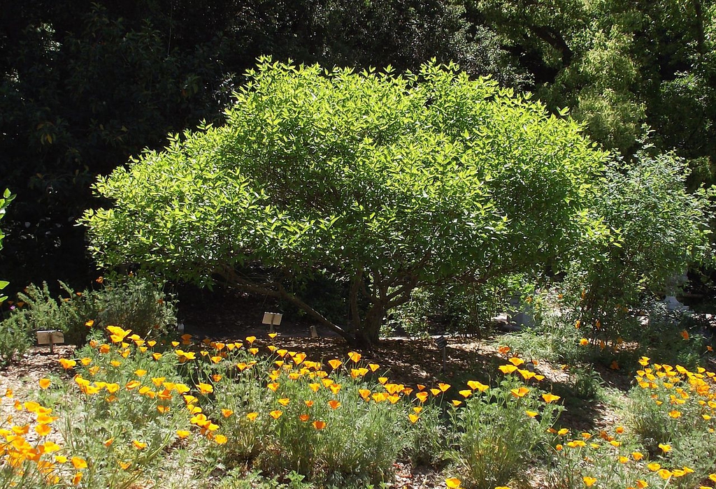 Large, low shrub