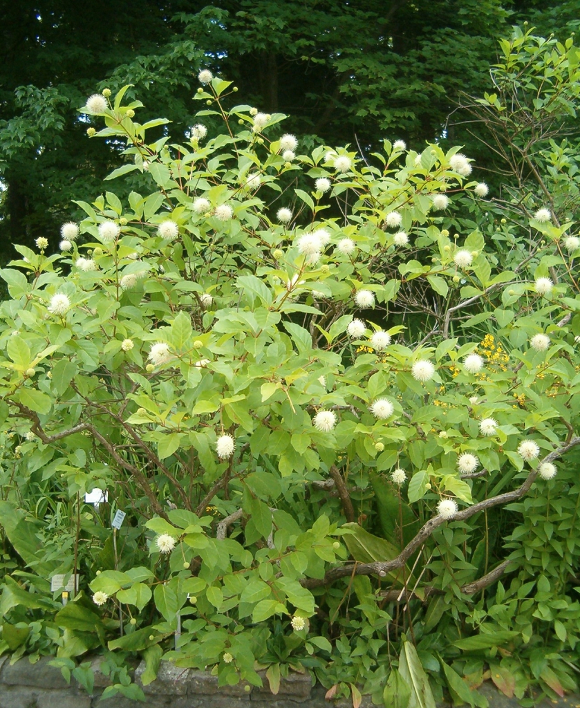 Shrub with opposite leaves & spherical clusters of white flowers