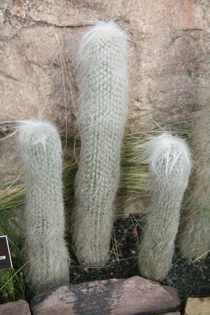 Cephalocereus Senilis